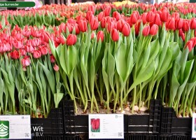 Tulipa Surrender ® (1)